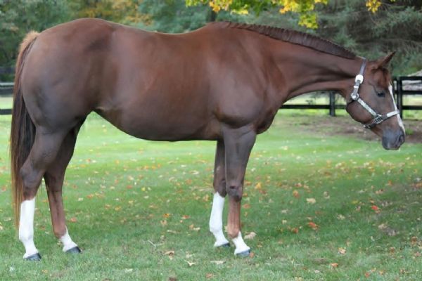 MDS Ms Royal Cookie - 'Cookie'