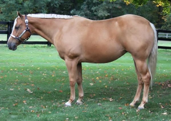 Daisy Rayann - 'Daisy' -- RETIRED