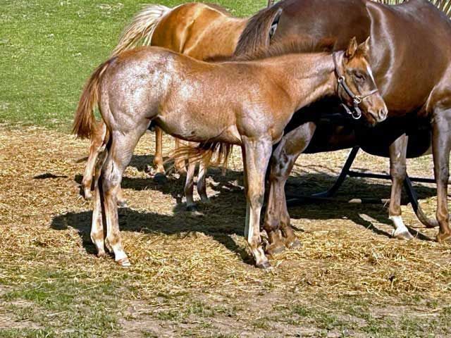 TJ The Roan Ranger - 'Zeke'